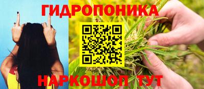 шишки Новокубанск